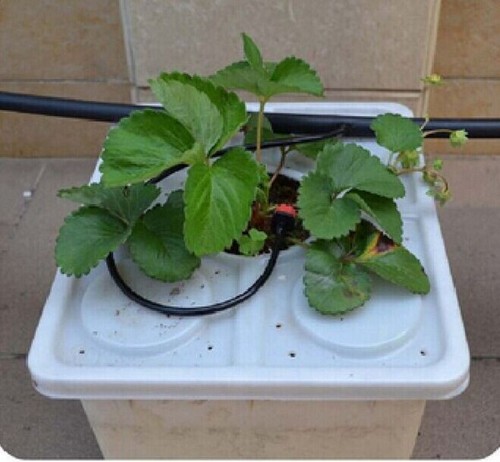 7.G AND N FORTUNE LIMITED aids plant tomatoes in a bucket for hydroponics.