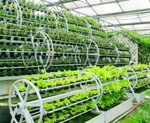 G AND N FORTUNE LIMITED’s expertise driving excellence in hydroponic horticulture.