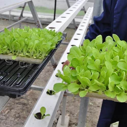 G AND N FORTUNE LIMITED's hydroponic sponge for plants.