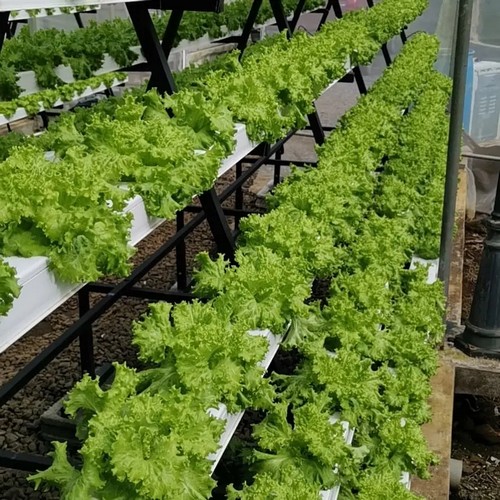 3.G AND N FORTUNE LIMITED's efficient indoor growing systems