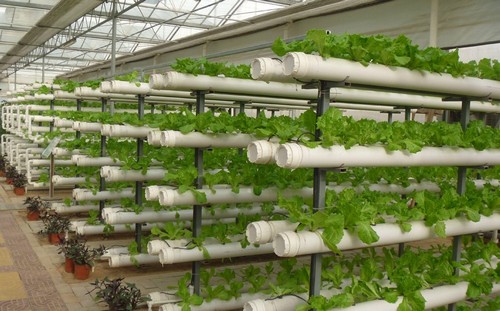 10.Trust G AND N FORTUNE LIMITED's hydroponic equipment for reliable crop yields.