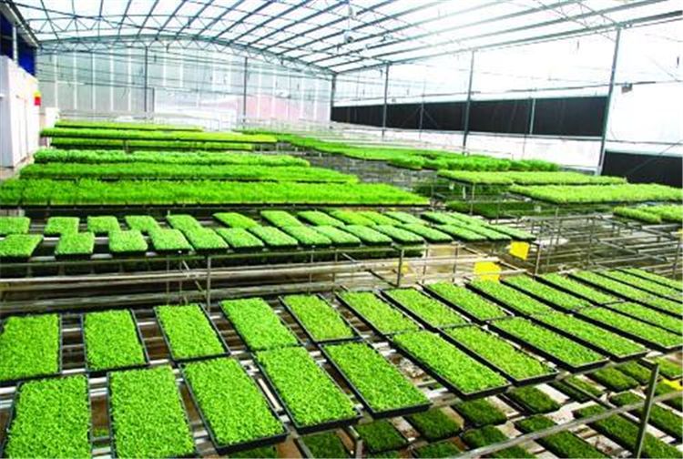 Deep seed starting trays from G AND N FORTUNE LIMITED offer optimal space for hydroponic seedlings.