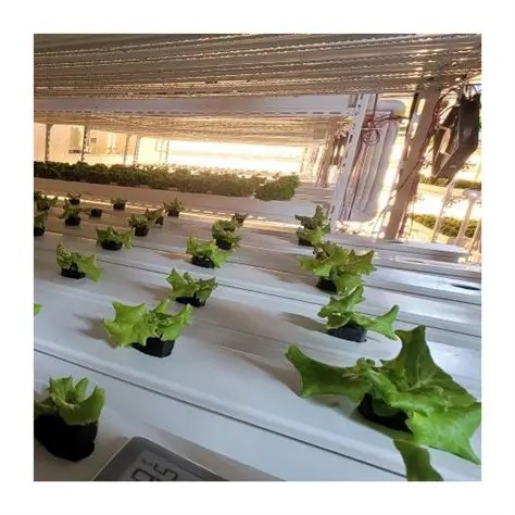 G AND N FORTUNE LIMITED’s system grow supports efficient hydroponic operations.  