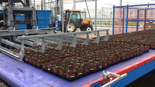  G AND N FORTUNE LIMITED offers hydroponics gear for succulent perlite.