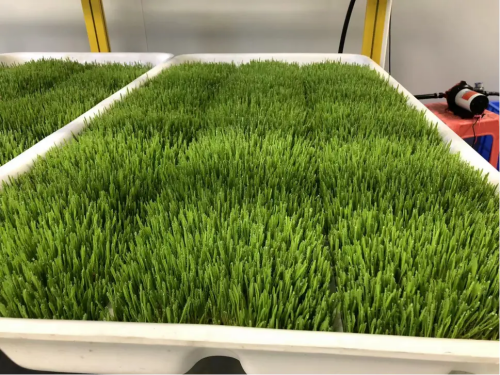 G&N fodder seed: ideal for hydroponic cultivation