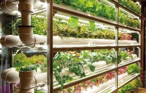 6.Explore G AND N FORTUNE LIMITED's tent structures for versatile hydroponic setups.