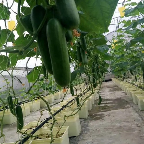 5.G AND N FORTUNE LIMITED provides dutch bucket hydroponic for hydroponics.