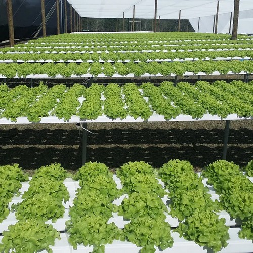 G AND N FORTUNE LIMITED’s all - in - one hydroponics kit for seamless water - based growing.