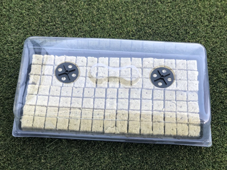 G AND N FORTUNE LIMITED’s ferry morse seed tray is perfect for hydroponic seed starting needs.