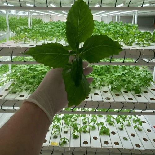 G&N’s grow tent system optimizes hydro conditions.