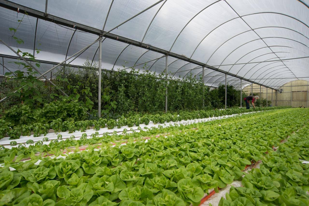 G AND N FORTUNE LIMITED sells excellent hydroponics systems.