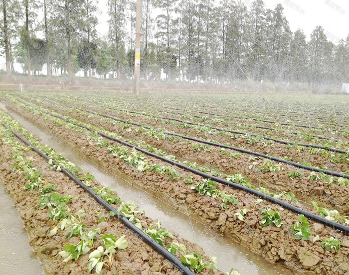 Hose pipe drip irrigation from G AND N FORTUNE LIMITED, for hydroponic drops.