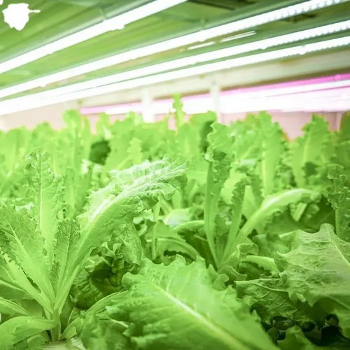 G AND N FORTUNE LIMITED offers indoor plants LED grow light for hydroponic DIY setups.