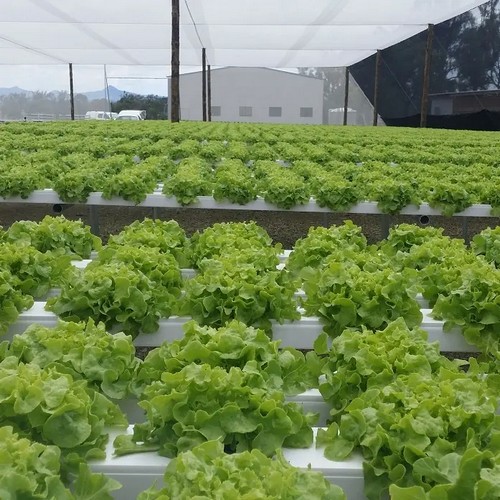 G AND N FORTUNE LIMITED’s best hydro grow system delivers exceptional results for growers.