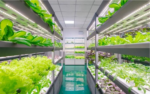 G&N’s grow lights system enhances hydro plant health.