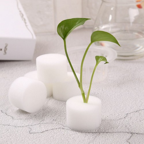 G AND N FORTUNE LIMITED's grow seeds on a sponge for hydro.