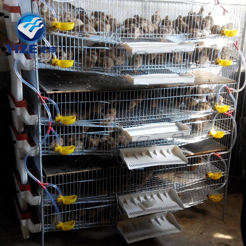 Automatic quail cage