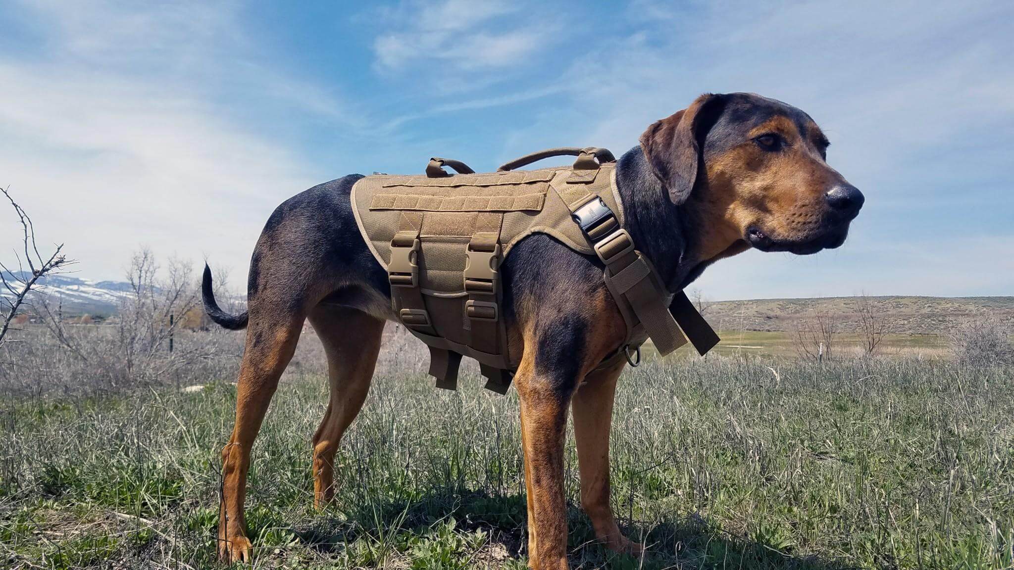 Dog harnesses with side pouches.