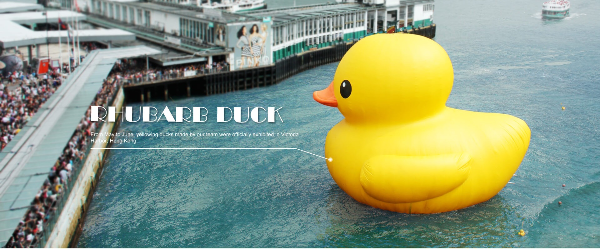 duck