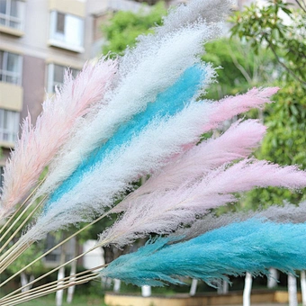Custom Amazon Packaging Pink White Beige Dry Pampas Grass Large Fluffy Natural Wedding Decor Preserved Dried Flower Pampas Grass