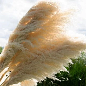 Tall Fluffy Small Beige Home Wedding Decor 45-120cm Natural Faux Artificial Dried Flowers Pampasgras Pampass Large Pampas Grass