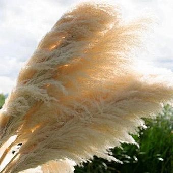 Tall Fluffy Small Beige Home Wedding Decor 45-120cm Natural Faux Artificial Dried Flowers Pampasgras Pampass Large Pampas Grass