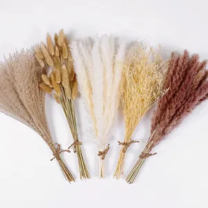 Pampas White Color Dried Natural Small Big Large Pampas Grass for Wedding Flower Arrangements Home Decor