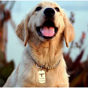 ALL kind of pet dog tags