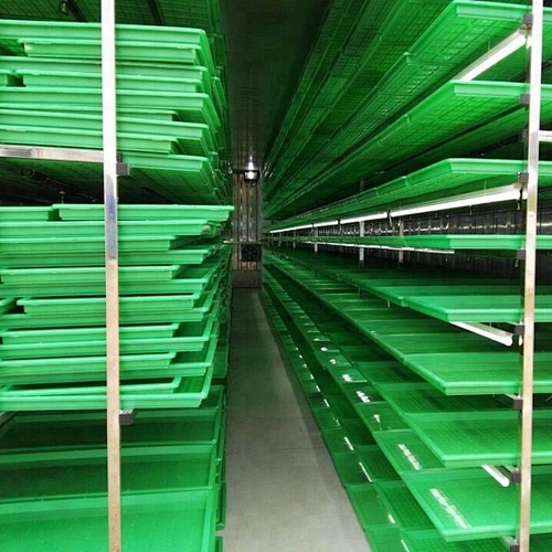 HP-1500H Farming hydroponic barley grass fodder growing system for cattle, goats, sheep, rabbits, livestock