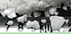 potassium hydroxide caustic potash koh
