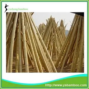bamboo cane for trellis