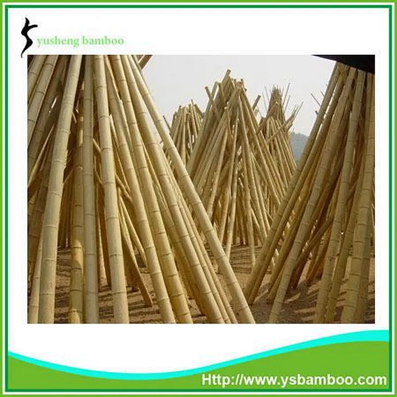 bamboo cane for trellis