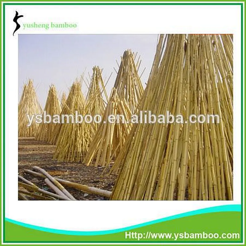 Nature Dry Straight Farming Bamboo Poles for sales