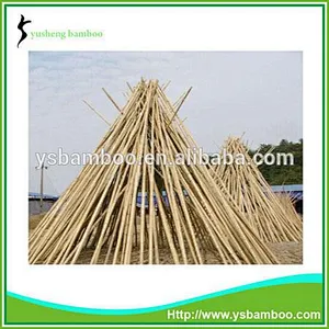 bamboo tonkin cane