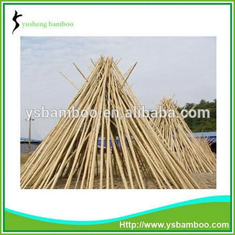 bamboo tonkin cane
