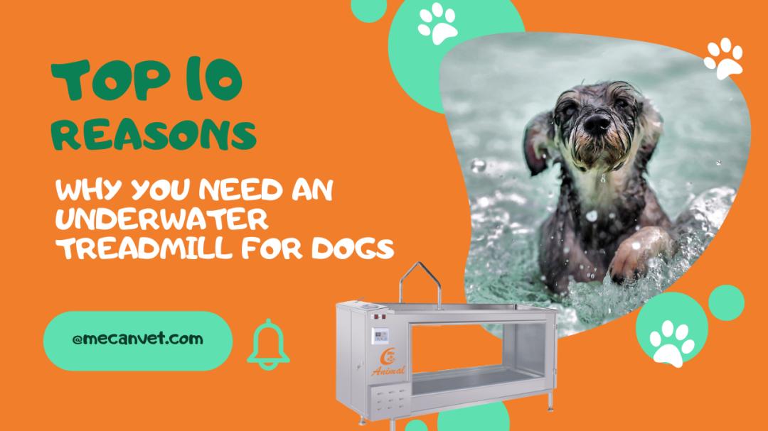 10 Benefits of Canine Fitness Equipment