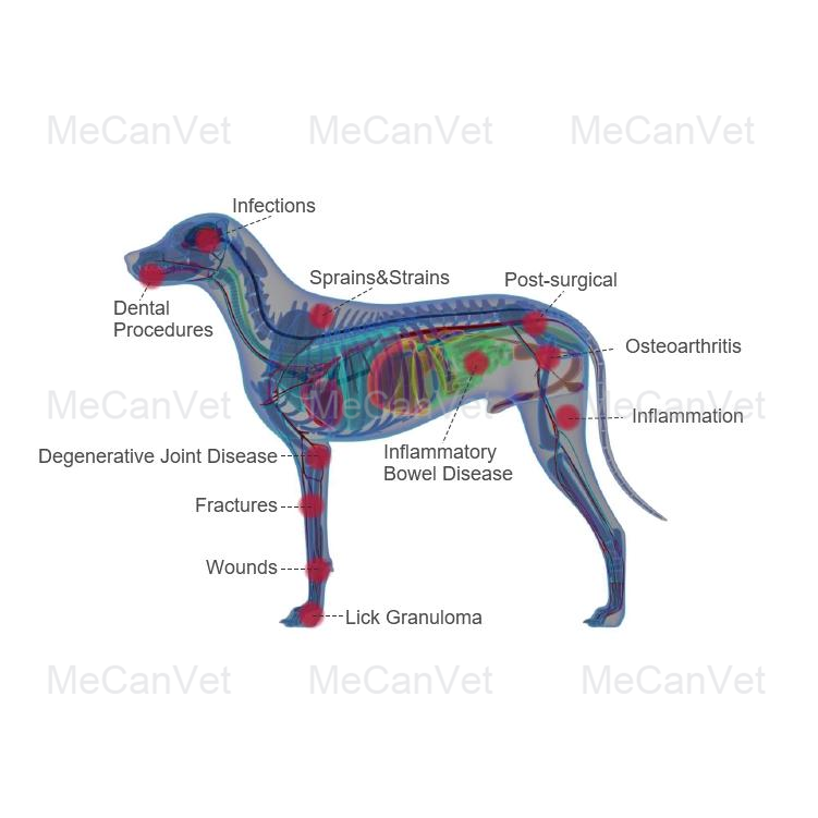 Main Indications-Pet Laser Therapy Machine for Veterinary Use