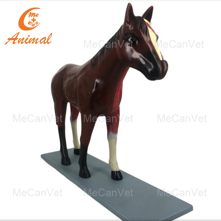 Anatomical Horse Model in China