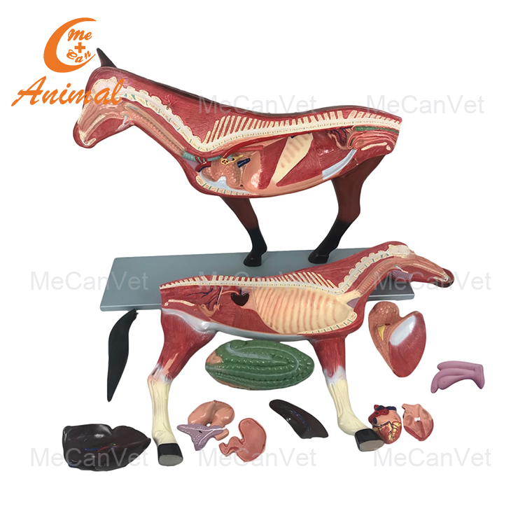Anatomical Horse Model Total 12parts: