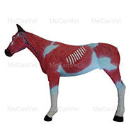 Body muscle exterior- Horse Anatomy Model