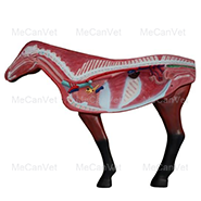 Body exterior- Horse Anatomy Model