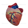 Heart(2 parts)- Horse Anatomy Model