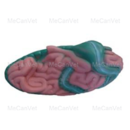 Intestines- Horse Anatomy Model