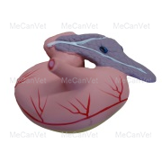 Stomach (2 parts)- Horse Anatomy Model