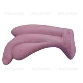 Rectum & Reproductive Tract - Horse Anatomy Model