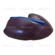 Liver - Horse Anatomy Model