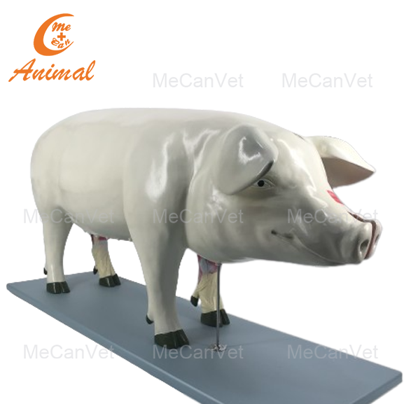 Pig Anatomy Model - MeCan Animal