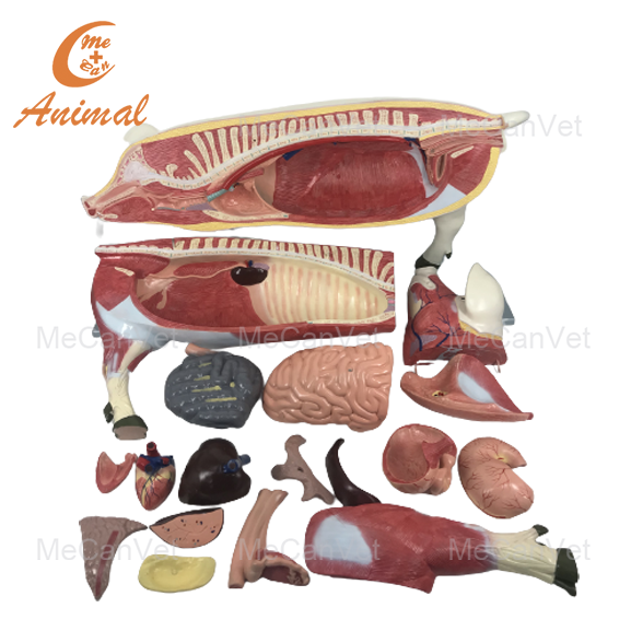 Pig Anatomy Model details
