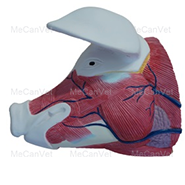 Head-Anatomical Pig Model