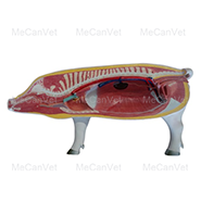 Body exterior-Anatomical Pig Model